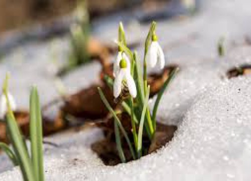 ŠD Plán na měsíc březen